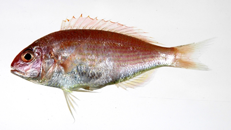 廣州港進口凍日本金線魚報關的案例_凍魚進口報關流程