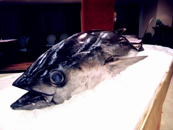 金槍魚.jpg