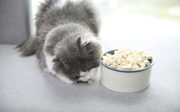 凍干寵物食品進口報關的流程是怎樣的？